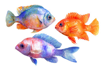 Fototapeta premium watercolor set Colorful fishes isolated on white background png