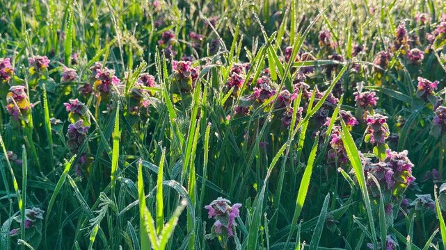 Tiny water droplets glisten on purple flowers and blades of grass in the early sunlight. This fresh morning scene feels peaceful and full of life. It is a beautiful, serene moment in nature.