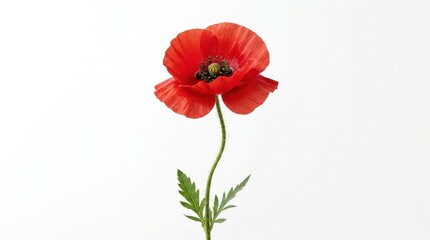 Obraz premium A single vibrant red poppy on a white background displays delicate petals and graceful stem detail, ideal for solemn remembrance and commemorative floral design, ultra-realistic, no logos.