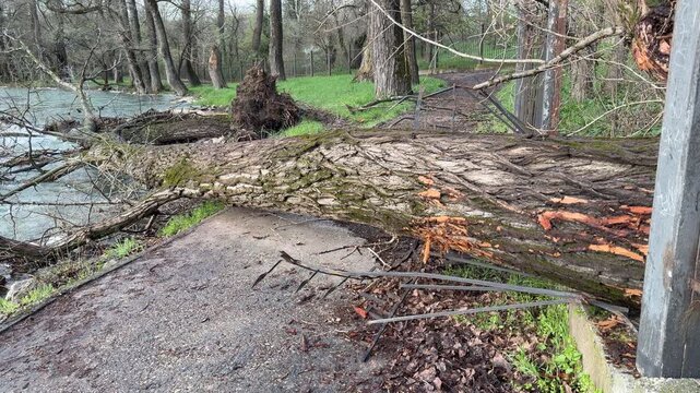 A massive tree lies across a walking path after being uprooted by a storm. The sight is shocking and gloomy as the trunk crushes a metal fence. Debris and a rushing river create a messy scene.