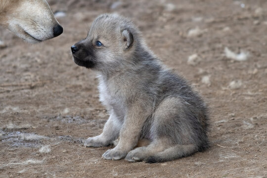 Arctic wolf pup sitting near adult wolf muzzle outdoors.