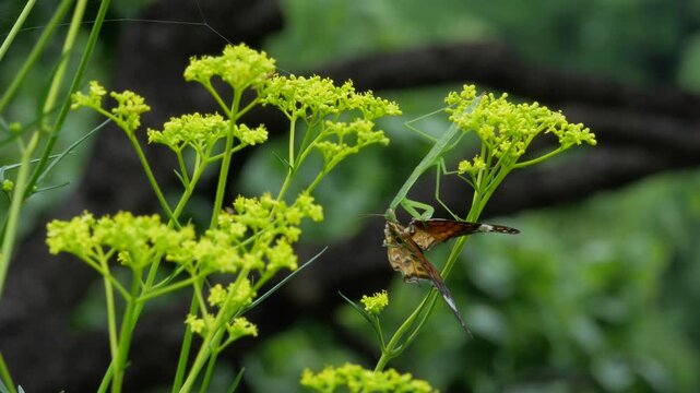 ヒョウモンチョウを捕食するカマキリ