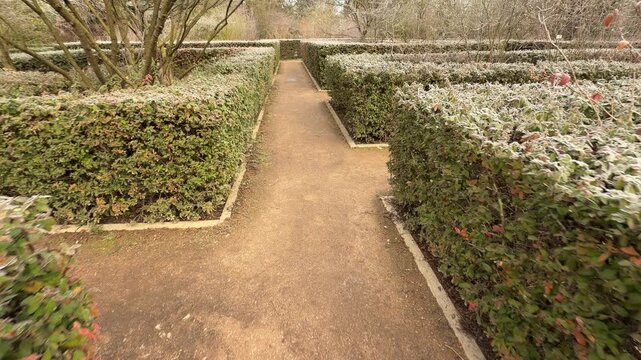 A long, narrow path leads through a symmetric hedge maze. The white frost on the leaves and the quiet garden setting create a very peaceful and refreshing feeling for a morning stroll.