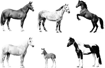 Fototapeta premium Halftone vector dotted retro grunge horses in various poses