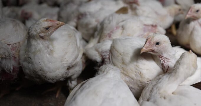 a large number of large fat broiler chickens that are raised in a rural poultry farm, some of the large fat chickens without feathers, meat breed chickens 