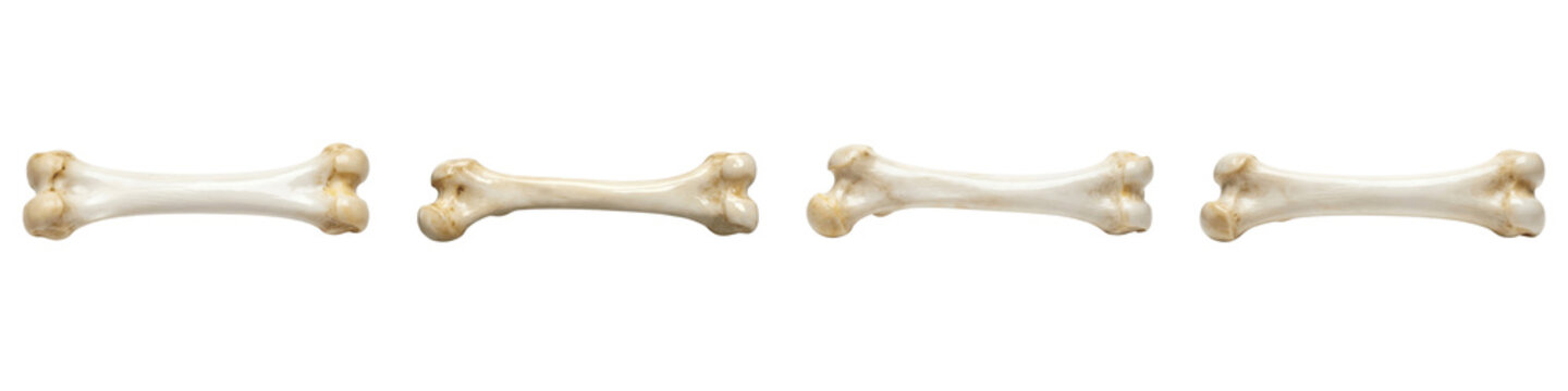 Four white dog bones isolated on transparent background