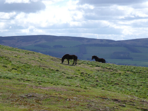 Ponies Grazing on a Hill