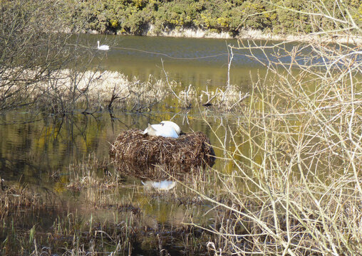 Nesting Swan