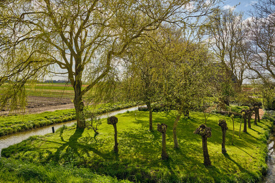 Landelijke Schoonheid En Natuurlijke Rust In De Nederlandse Polder Met Een Kronkelende Sloot En Weelderige Groene Bomen Onder Een Heldere Hemel