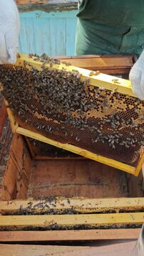 A skilled beekeeper, wearing protective gloves, is captured in a vertical close-up as they carefully remove and examine honeycombs from a wooden beehive, checking for honey and the well-being of the