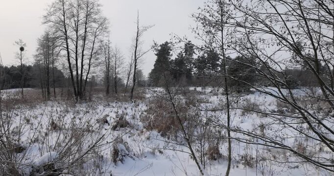 beautiful winter nature after a snowfall with snowdrifts and deciduous and coniferous trees, shrubs and grass on the territory of the swamp