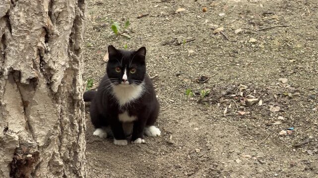 A focused tuxedo cat uses its paws to diligently cover its business in the soft earth. The scene feels quiet and natural as the pet follows its instinctive grooming routine.