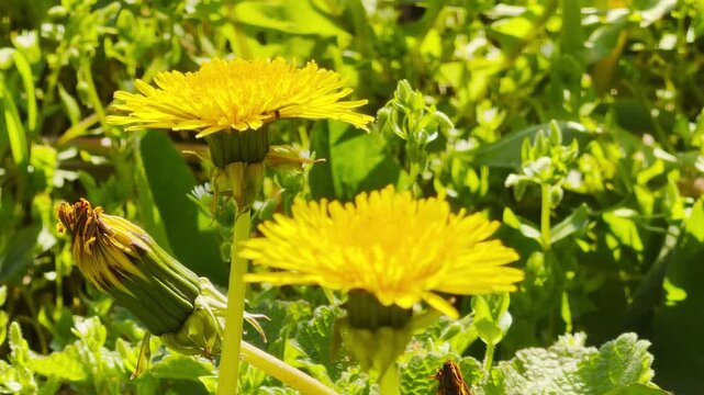Cheerful yellow dandelions open their petals to the warm sun in a vibrant field. This lively scene feels full of energy and captures the refreshing beauty of a perfect spring morning.
