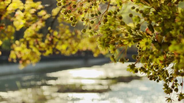 Delicate green buds dangle from tree branches above a sparkling river. This serene scene captures the peaceful beauty of new growth and the calming rhythm of a bright spring afternoon.