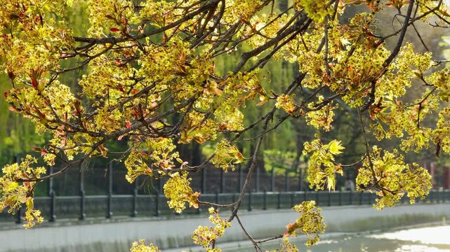Golden tree blossoms glow warmly under the bright spring sun near a quiet river. This lovely scene fills the heart with hope and the refreshing feeling of a new season beginning in the city.