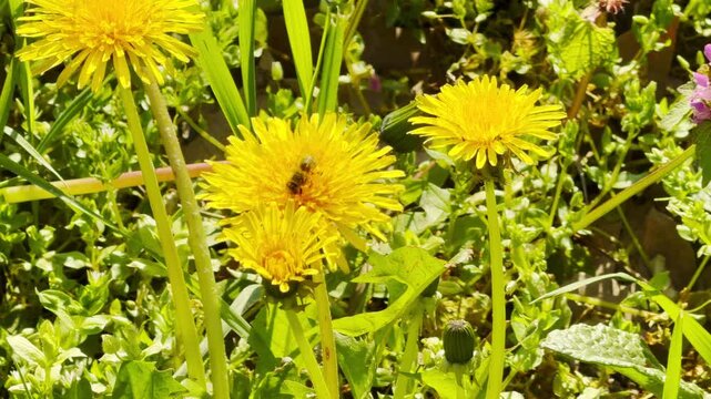 A busy honeybee collects nectar from bright yellow dandelions in a lush green field. This charming scene captures the industrious spirit of nature and the warm, hopeful feeling of a spring day.