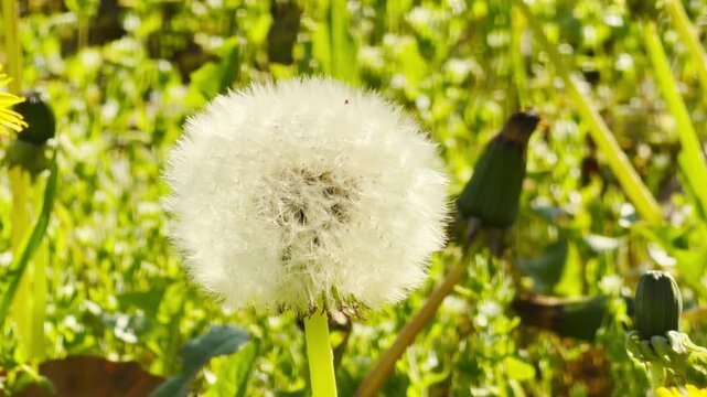 A delicate white dandelion puffball glows softly in a bright green field. This peaceful image captures a quiet moment of beauty and the hopeful feeling of a warm, sunny day in nature.