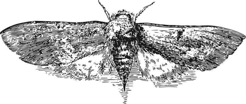 Detailed vintage illustration of a moth with spread wings, insect anatomy drawing in black and white