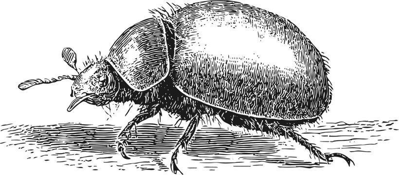 Detailed vintage engraving of a dung beetle with textured shell and antennae walking on ground