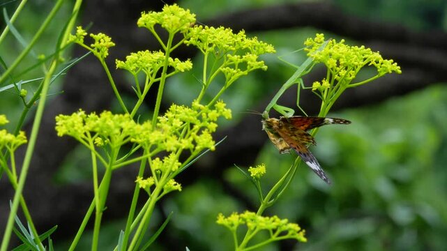 ヒョウモンチョウを捕食するカマキリ
