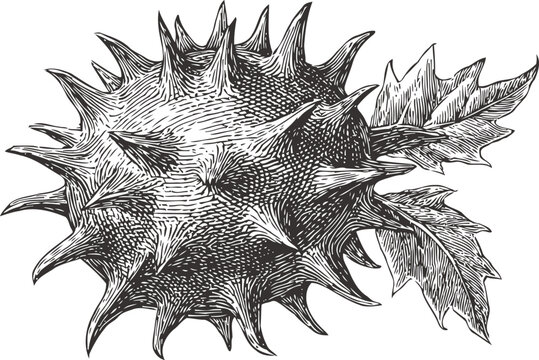 Spiky chestnut burr with leaves detailed botanical illustration of horse chestnut seed pod, prickly outer shell