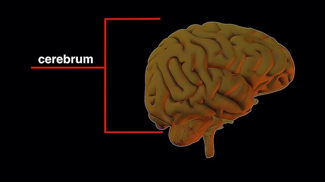 3D animation showing cerebrum structure and its role in thinking, memory, and voluntary actions.