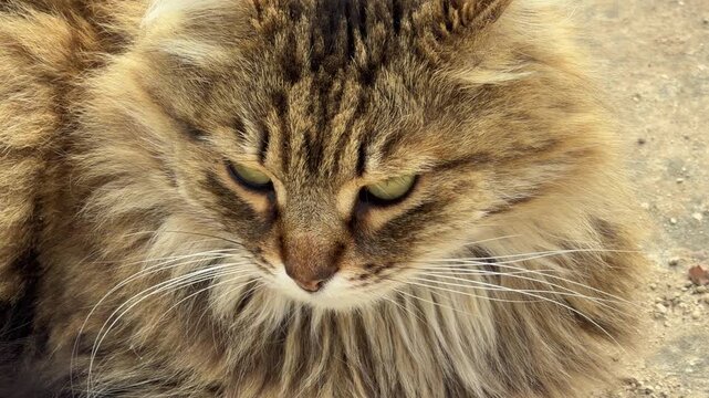 A fluffy brown tabby cat looks downward with a serious and focused expression. This close-up view captures a moment of quiet contemplation in an outdoor setting.
