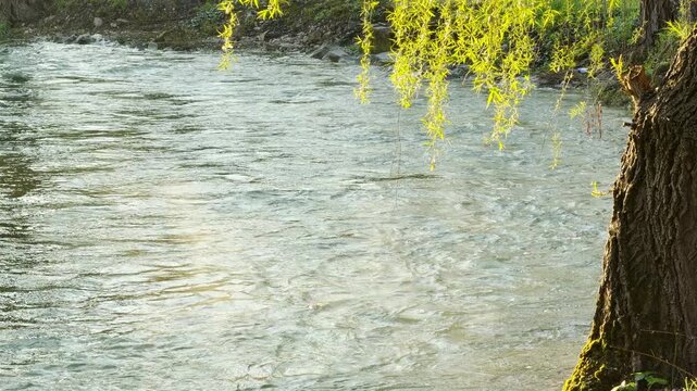 Dangling green willow leaves glow above a wide, shimmering river. This peaceful scene feels calm and refreshing as the water ripples gently. The soft sunlight creates a warm, tranquil mood.