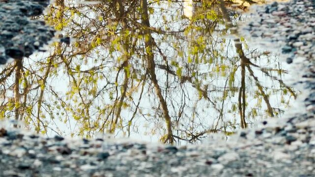Fresh spring leaves and dark branches reflect in a still water puddle on the ground. This serene scene evokes a feeling of renewal and quiet wonder. The natural mirror looks peaceful and bright.
