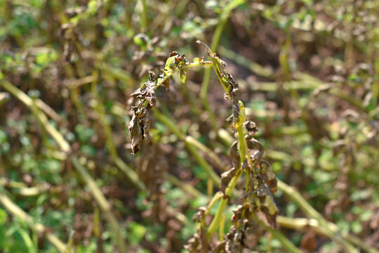 Potato plant suffering from late blight disease, dried and withered brown leaves against blurred background of an infected agricultural field. Necrotic foliage and shriveled leaves on potato stem.