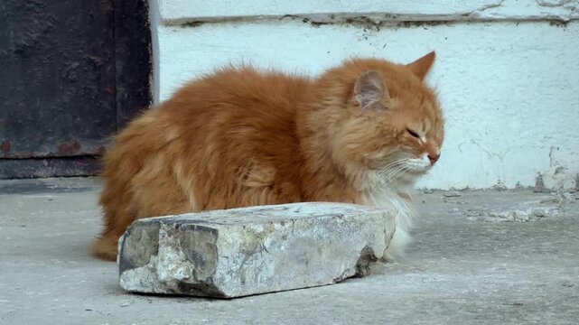 A fluffy orange cat rests with closed eyes next to a rough stone. The scene feels cozy and calm. The sleepy pet enjoys a quiet moment of warmth against a white wall.