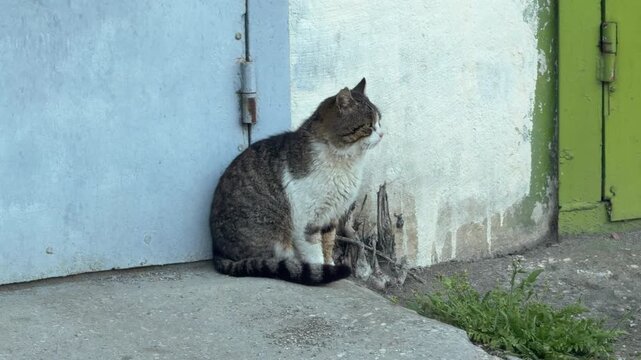 A striped tabby cat sits alert on a concrete step between colorful old doors. The scene feels quiet and lonely. This watchful pet looks off to the side with a serious and curious expression.