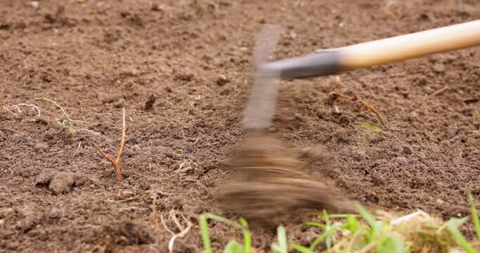 Rake leveling freshly tilled soil for planting