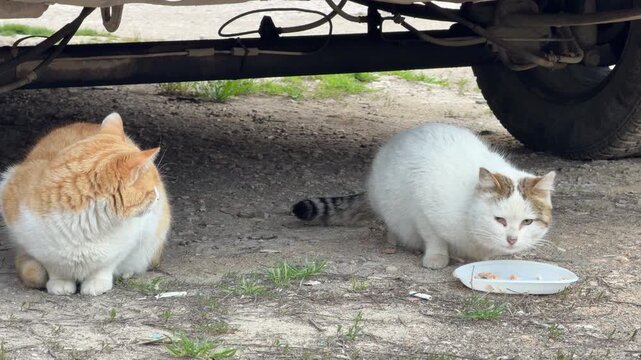 A white cat enjoys a meal under a vehicle while its ginger friend waits patiently nearby. These street animals feel a sense of safety and relief in the cool shadows. It is a quiet, caring moment.