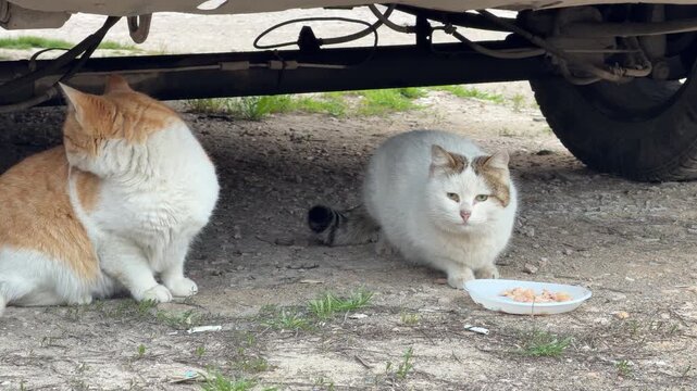 A ginger tabby and a white cat eat together under the safety of a car. These hungry friends feel a sense of relief as they find food on the dusty ground. It is a heartwarming moment of survival.