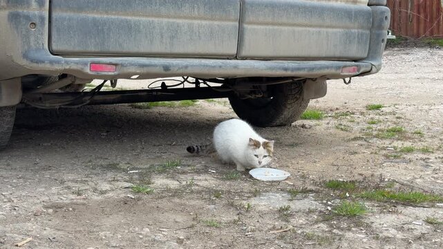 A lone white cat with a striped tail eats carefully from a plate on the gravel ground. Seeking safety under a large vehicle, the animal feels cautious yet grateful for the meal.