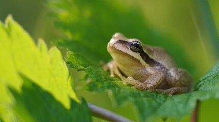 Obraz premium amphibian. Vibrant tree frog perched on a leaf in its natural habitat with soft background. wildlife magazines, conservation campaigns, designed for nature documentaries and education. 