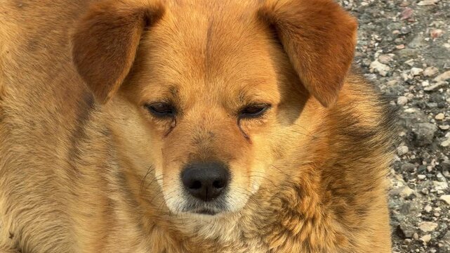 A brown, fluffy dog looks down with sad, sleepy eyes while sitting on a gravel path. The lonely animal appears tired and calm in the outdoor sun. This close-up captures a touching, soulful moment.