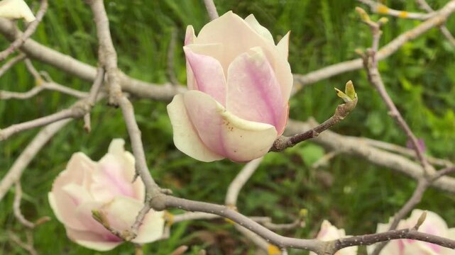 A delicate pink magnolia flower begins to bloom on a bare wooden branch. The soft petals feel peaceful and hopeful against the blurred green grass. Spring brings a sense of fresh renewal.