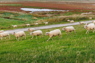 Fototapeta premium Many grazing sheep in herd scene on dyke lush green field pasture meadow grassland at North Sea coast East Frisia Lower Saxony Germany. Scenic german livestock rural countryside landscape view