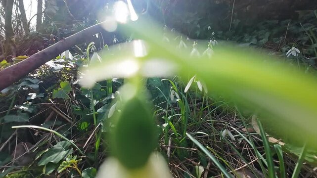 Tracking view of beautiful snowdrops in spring forest. Galanthus nivalis blooming, 4k