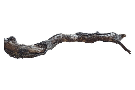 Natural branch, single branch, tree branch