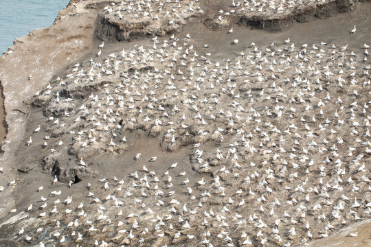 Large gannet colony on coastal cliff, seabirds nesting pattern top view