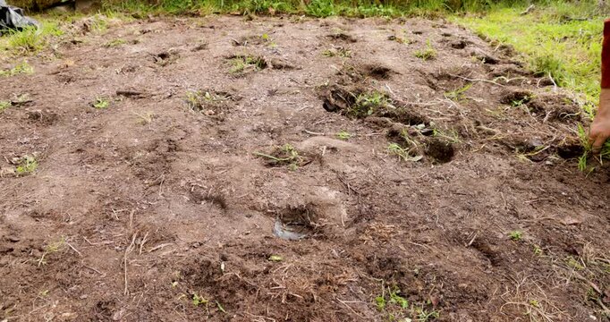 Farmer preparing soil and removing weeds for planting