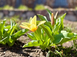 Obraz premium Pale yellow tulip blooming in spring garden bed with fresh green leaves. Sunlit Tulipa flower emerging from soil with soft background and seasonal renewal theme.