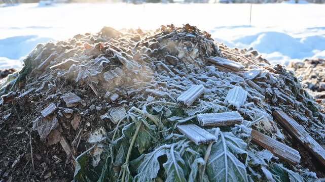 Sunlight shining through steam rising from a winter compost pile. Frosty organic waste decomposing in the cold. Eco-friendly farming concept