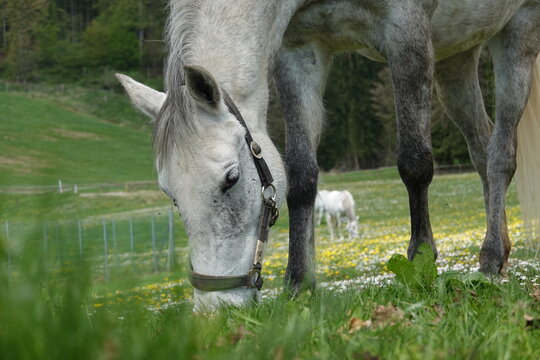 Lipizzaner on the pasture in spring . Lipizzaner auf der Weide im Fr&uuml;hjahr