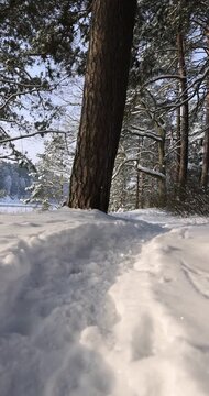 a narrow path trampled during nature walks near the city, old pines covered with snow in winter, some trees against the sky after snowfalls and frosts with great cold and frost