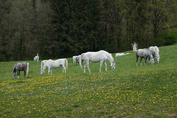 Obraz premium Lipizzaner on the pasture in spring . Lipizzaner auf der Weide im Frühjahr