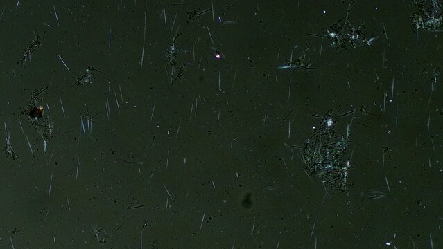Raphide under polarized light - 20x